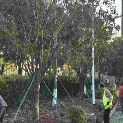 廠(chǎng)區(qū)綠化改造