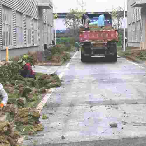 草坪翻新補(bǔ)植/ 草坪修復(fù)