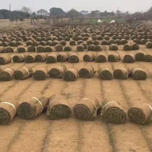 草坪草皮銷(xiāo)售
