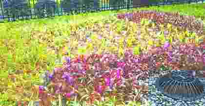 昆山海綿城市綠化植物搭配的原則主要包括以