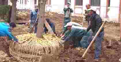 昆山樹木移植與綠化樹木移栽的技術(shù)要點(diǎn)及注
