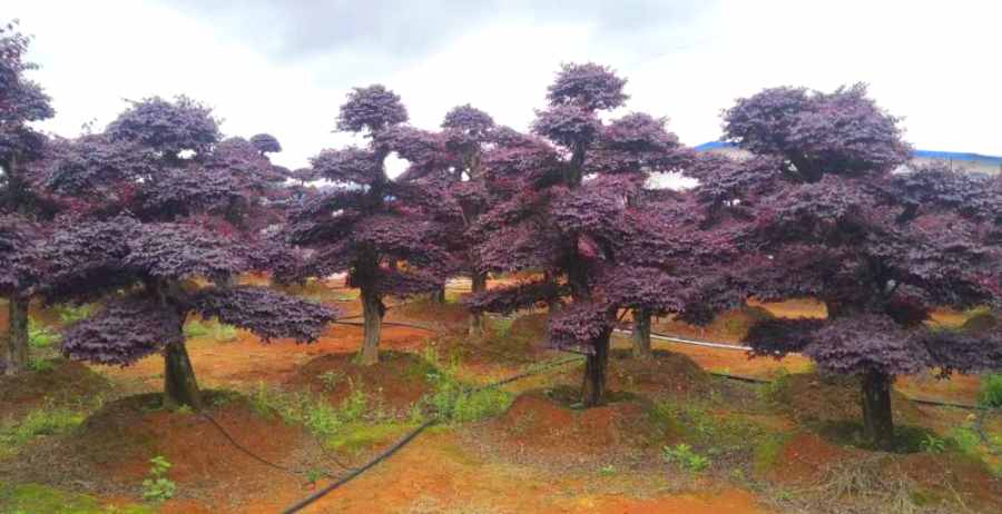 造型樹修剪定形(圖3)